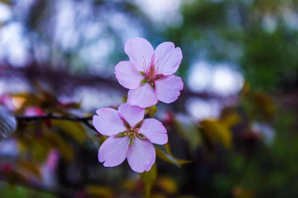 Прекрасное рядом