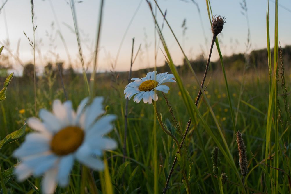 Photograph by Николай Николаев