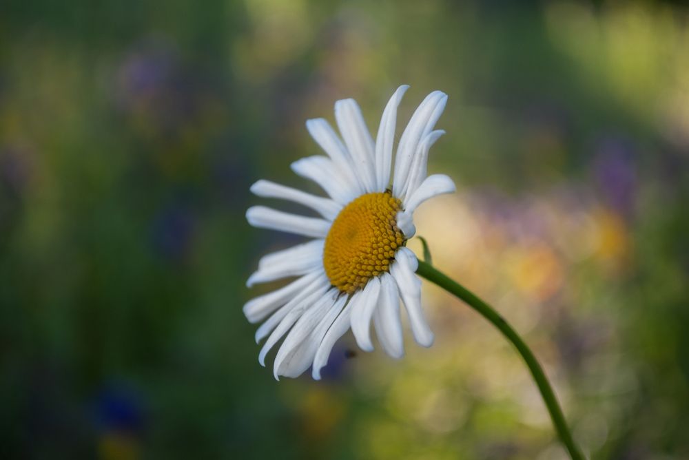 Photograph by Николай Николаев