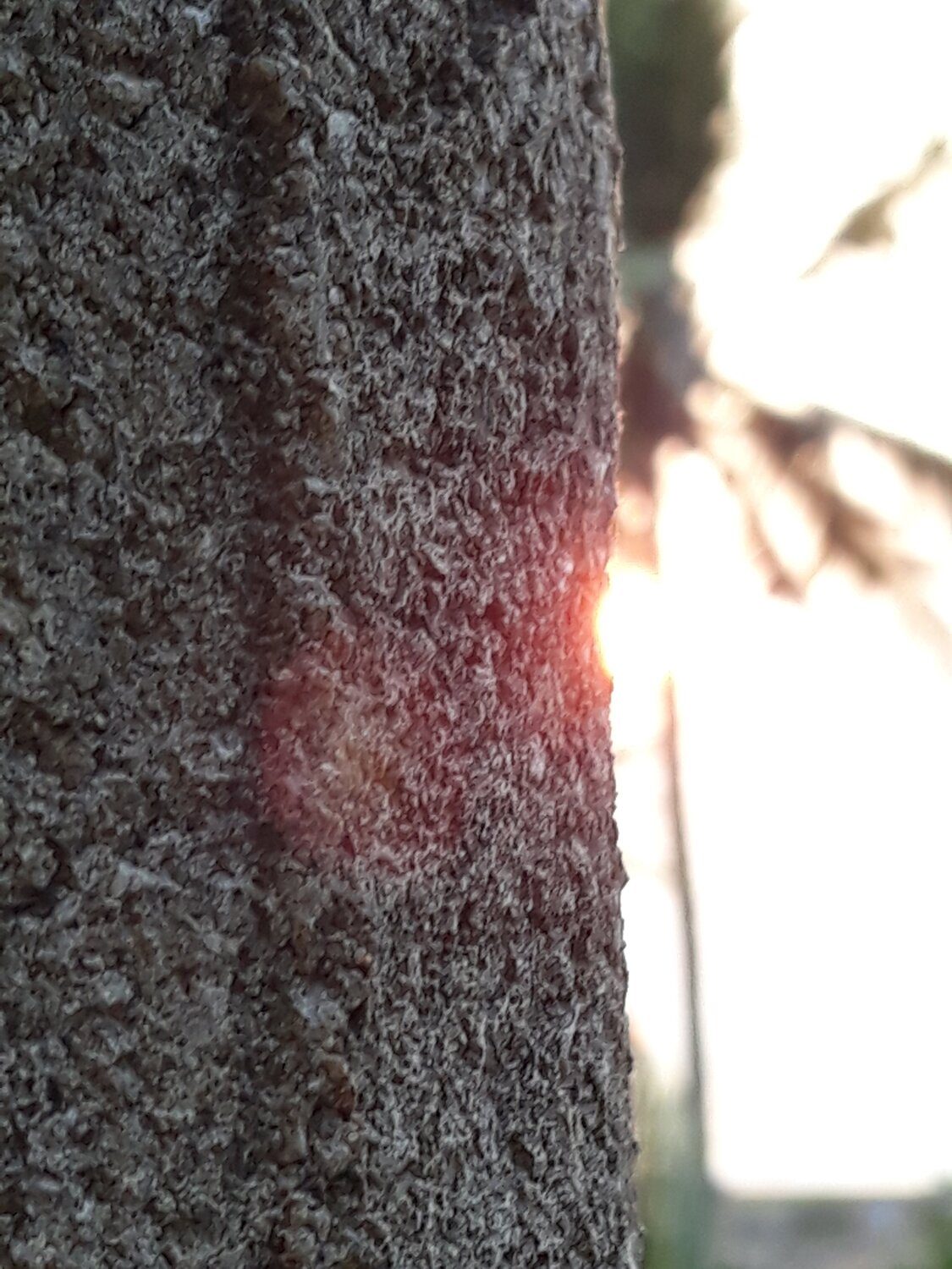 Sunset Viewer