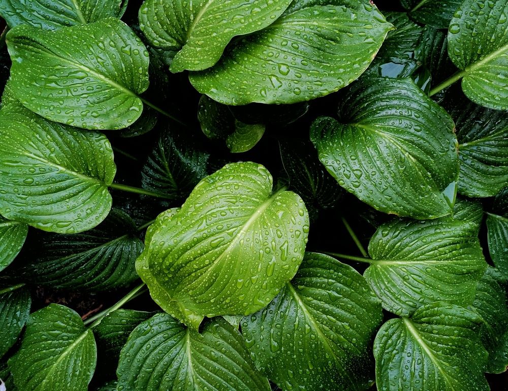 После дождя