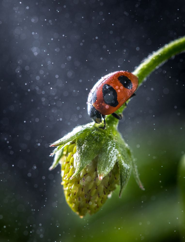 Божья коровка