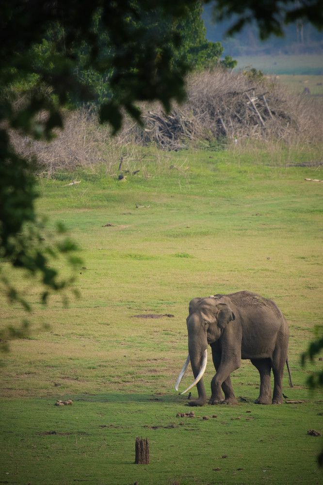 A lonely Tusker