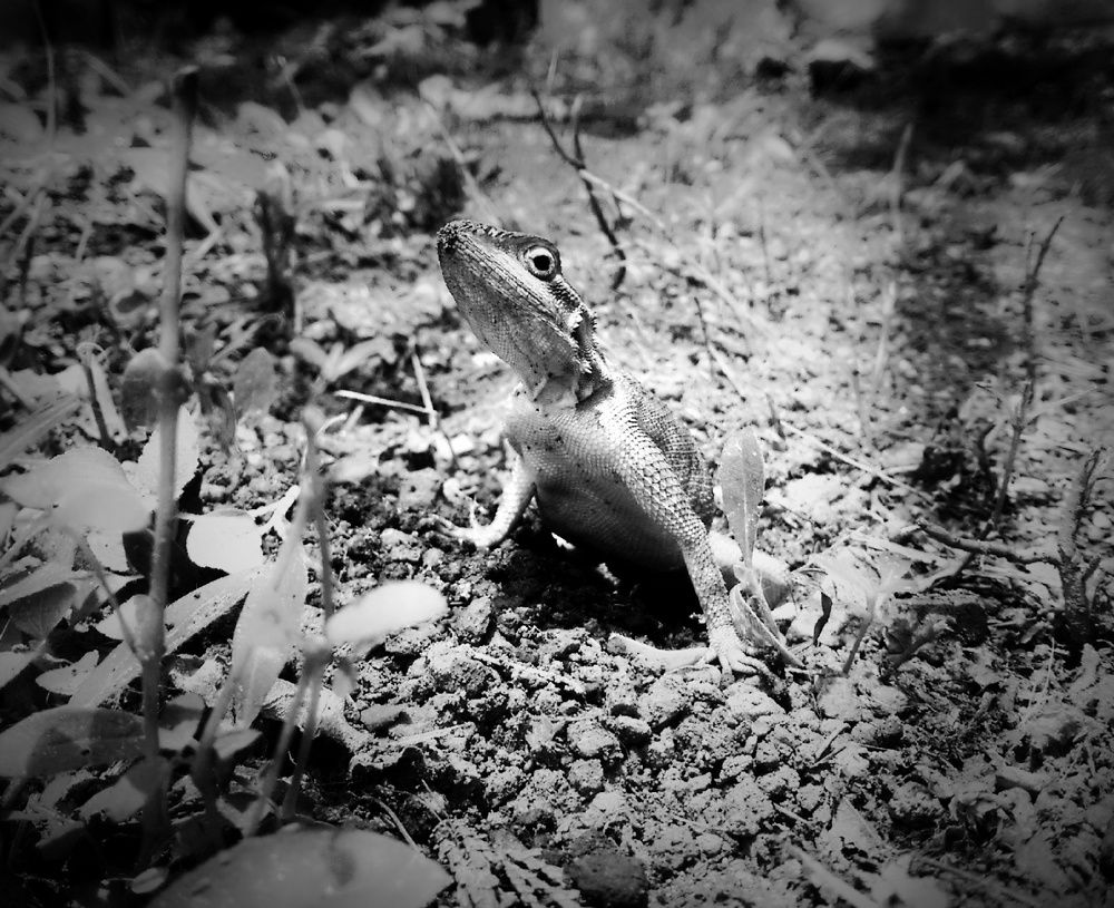 Mom lizard at birth