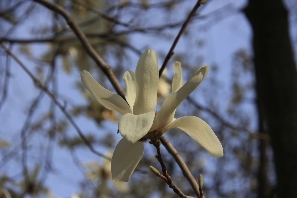 Magnolia