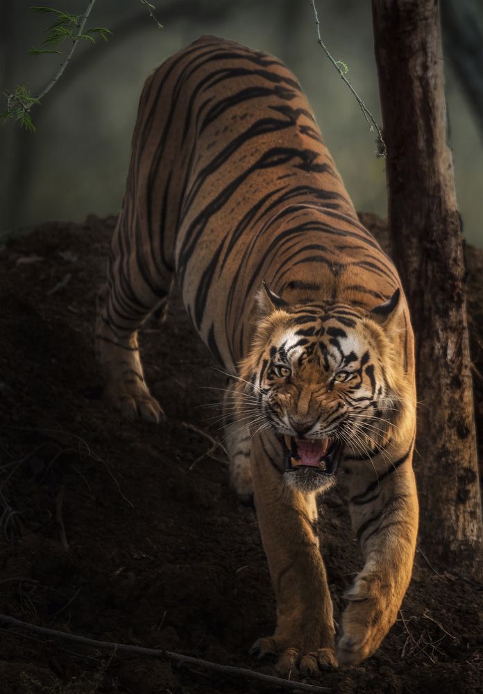 Aggression on it's peak.