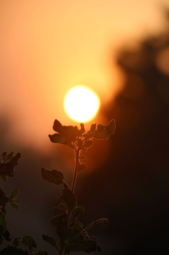 Sun As A Flower