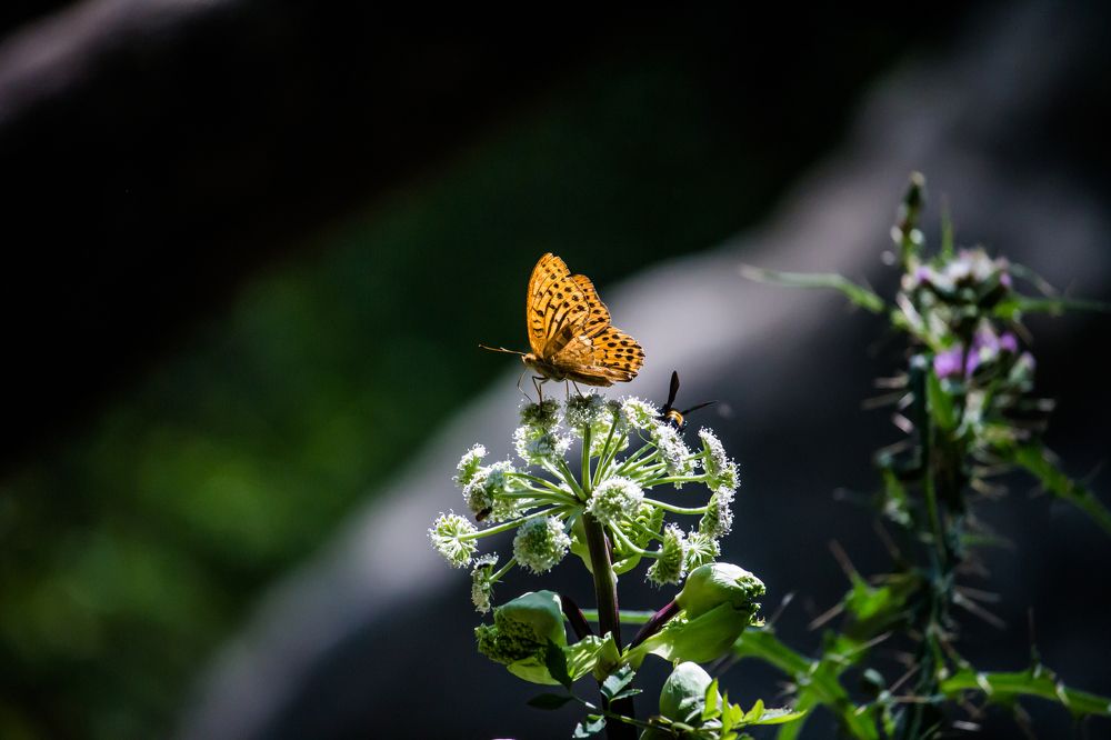 Deep in their roots, all flowers keep the light