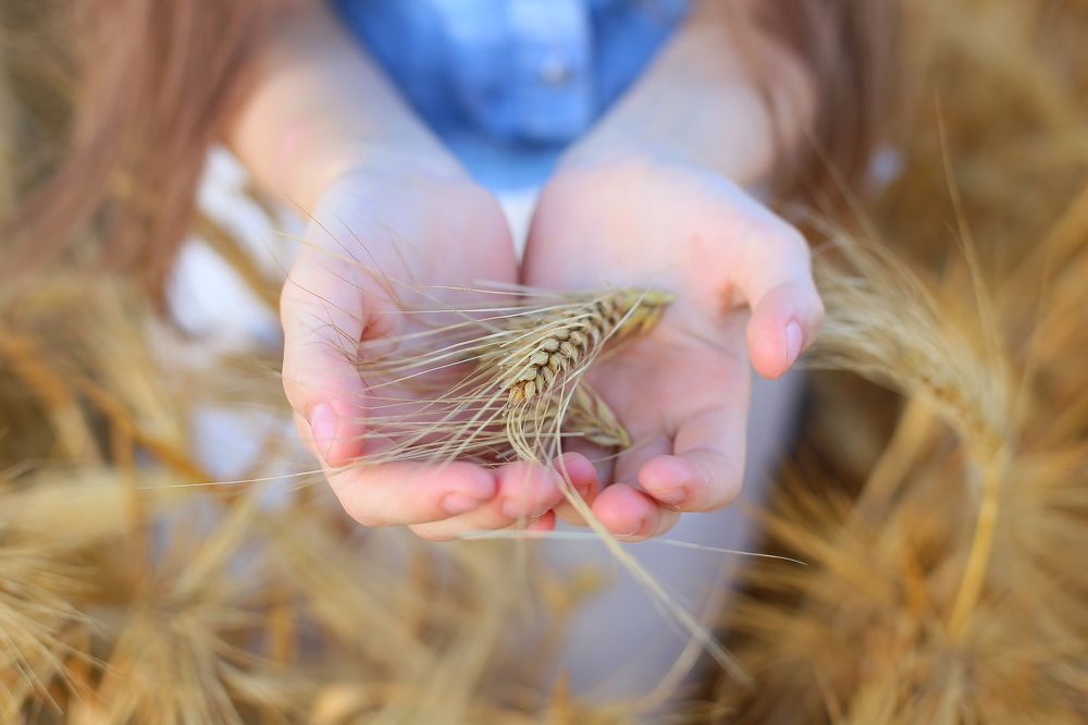 Зерно-это жизнь