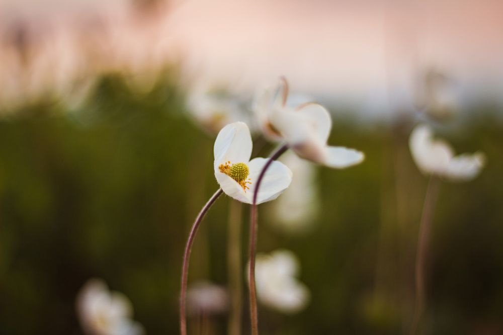 Белые цветы