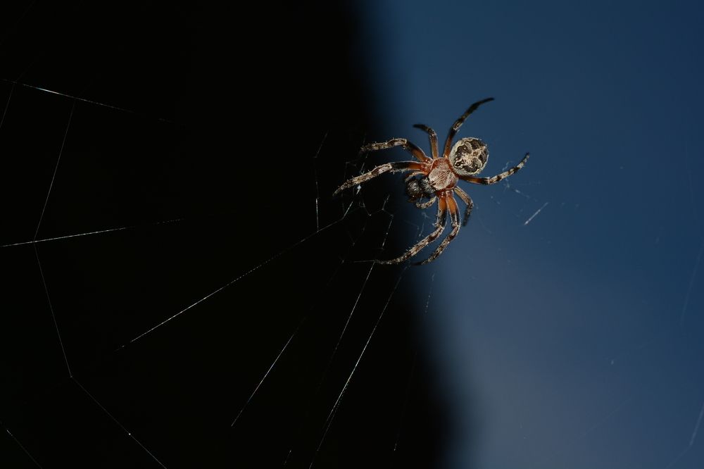 В ожидании добычи