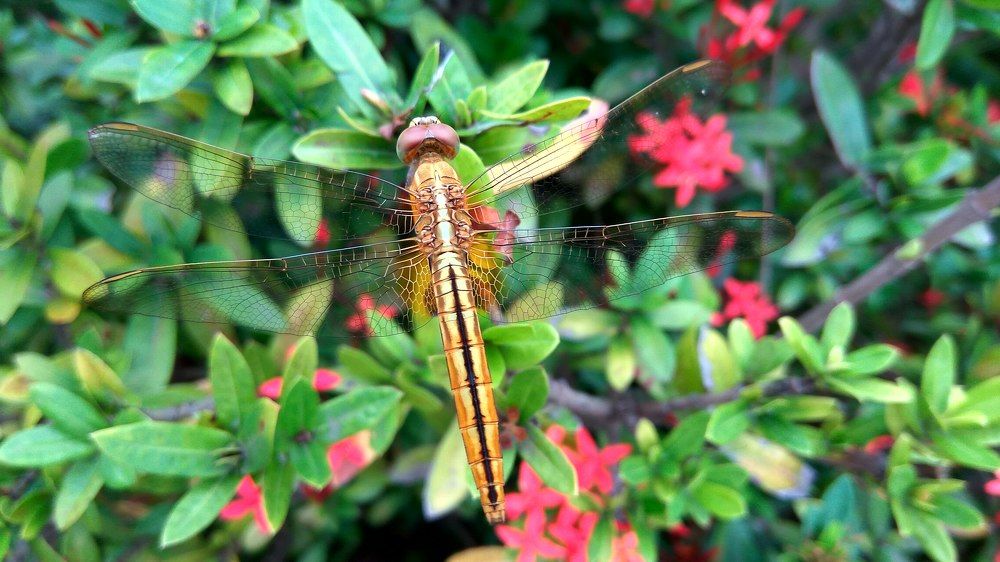 Nature beauty