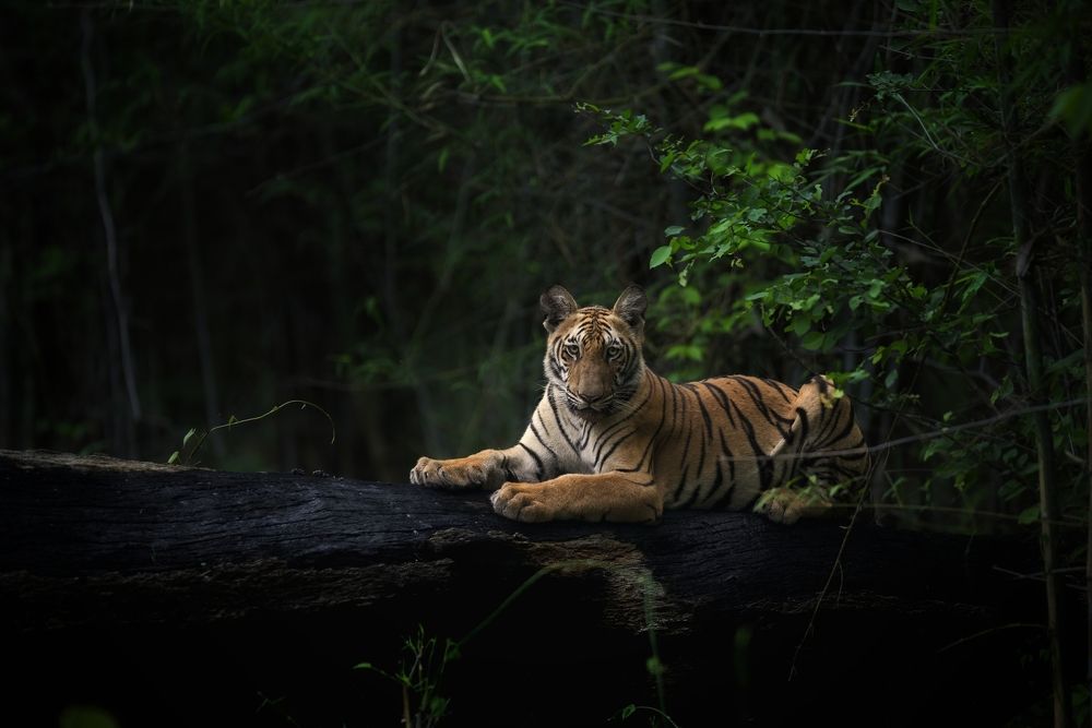 Tiger in monsoon greens.