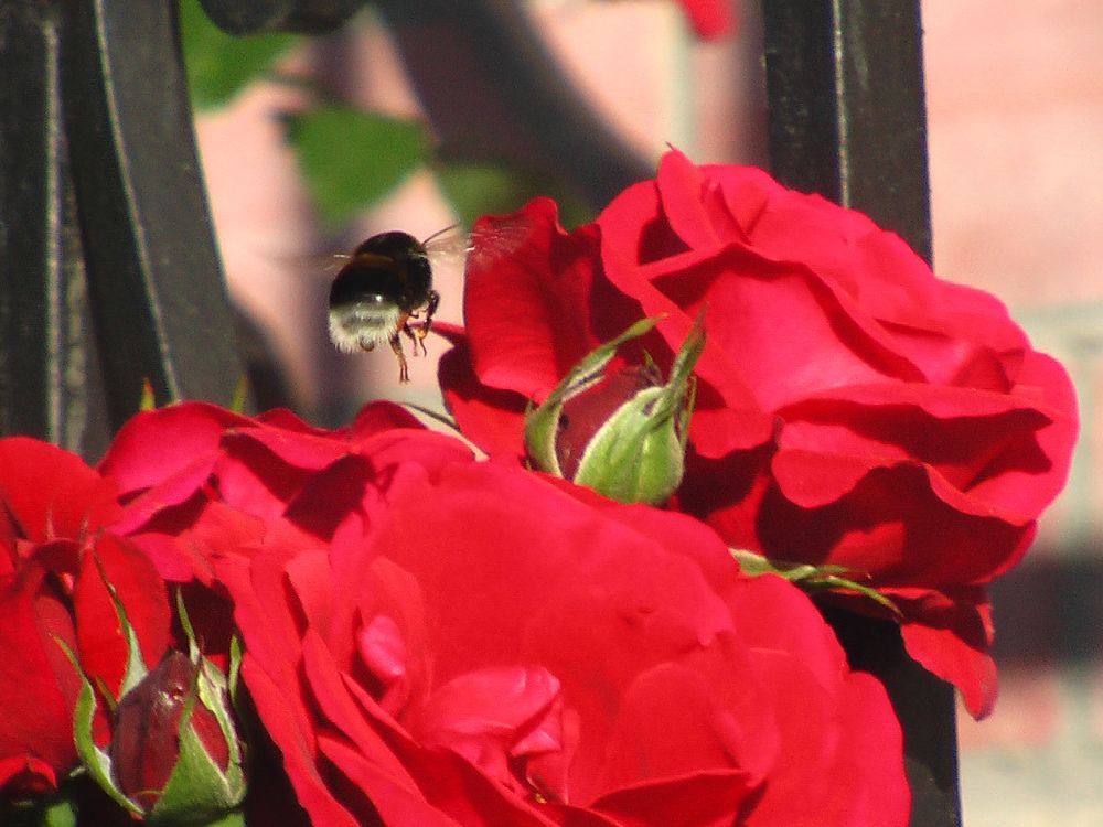 Красота природы в движении