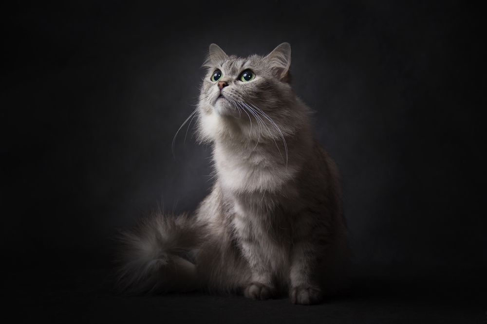 В лучах сафита