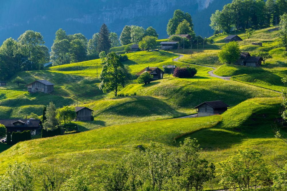 Утренний свет