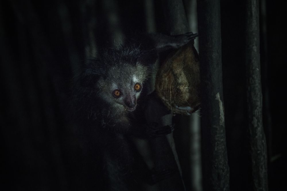 Полночный вор