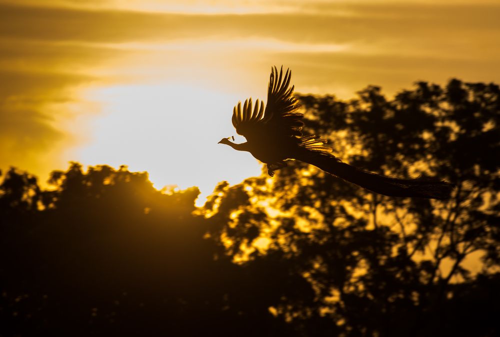 Sweeping through the freedom