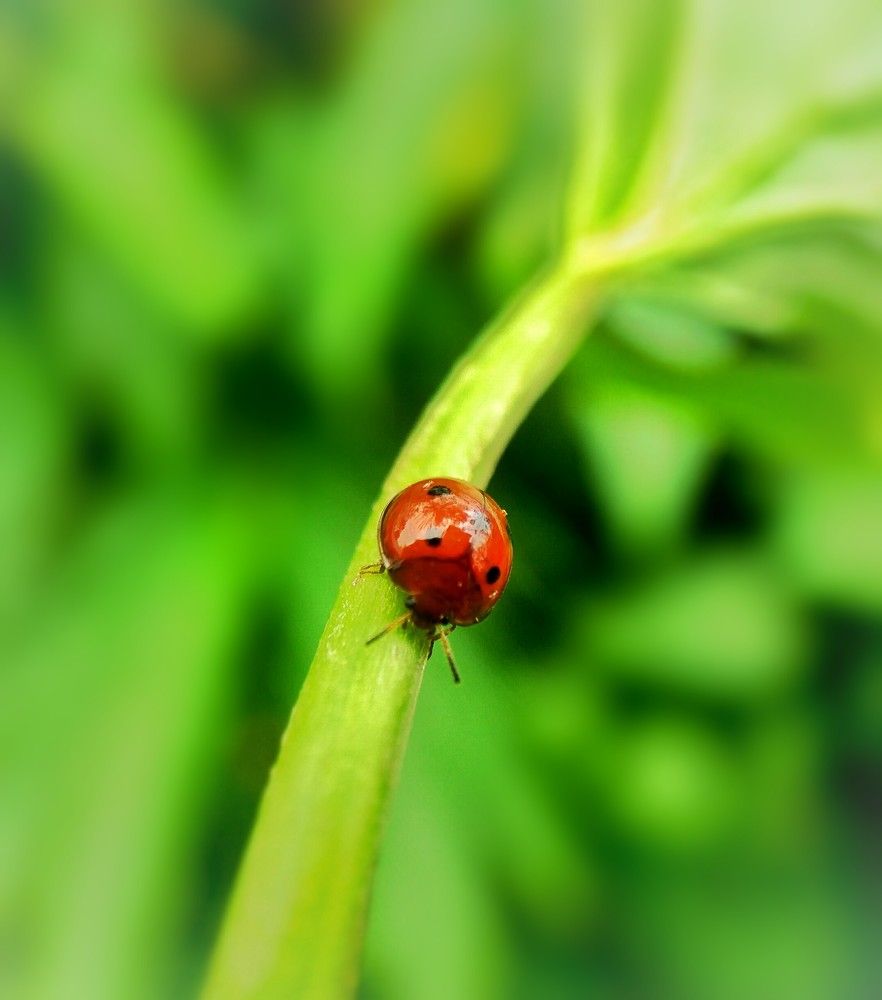 Ladybug