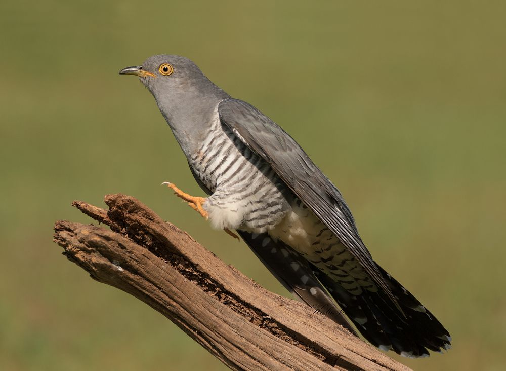 Cuckoo jumping