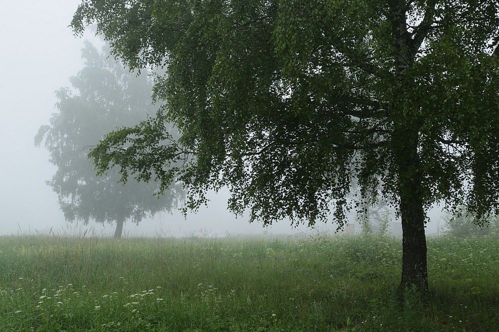 Я был в тумане...