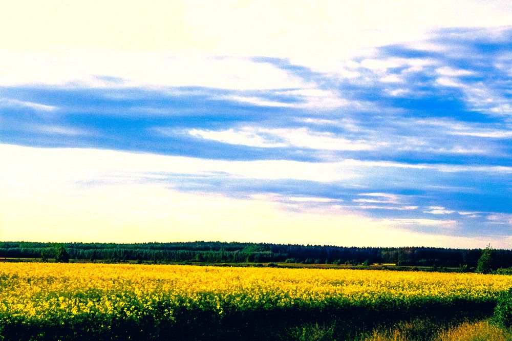 рапсовое поле в летний день