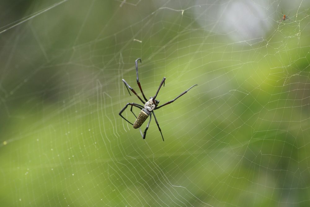 Паук / Spider