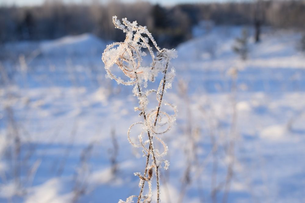Зимнее кружево