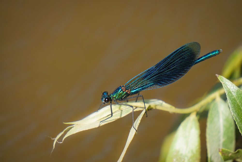 Речная красотка