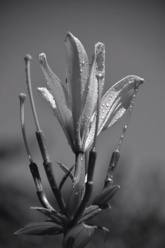 Лилия после дождя....