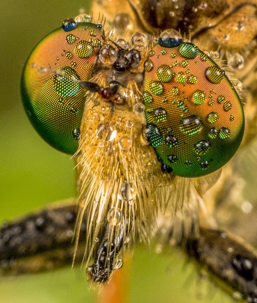 Eyes of Robberfly