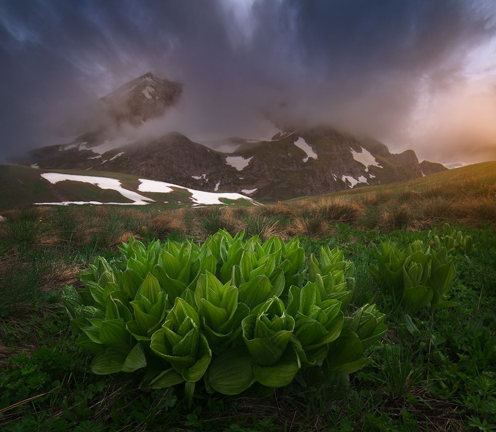 Суровые цветы Кавказа