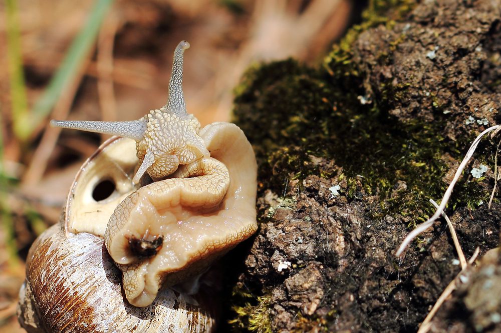 Мадам Брошкина...