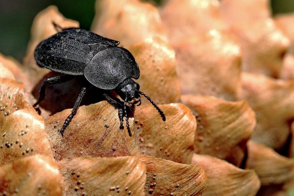 Photograph by Игорь Осипов