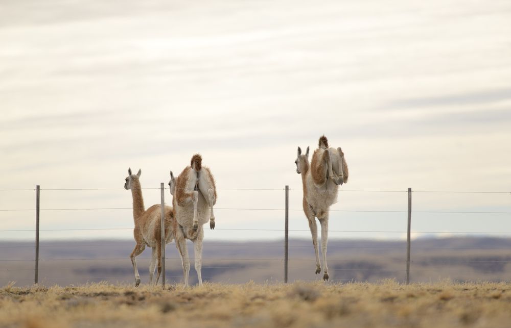 Guanacos Libres Patagonia