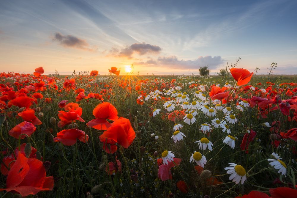 Теплый вечер в маковом поле.