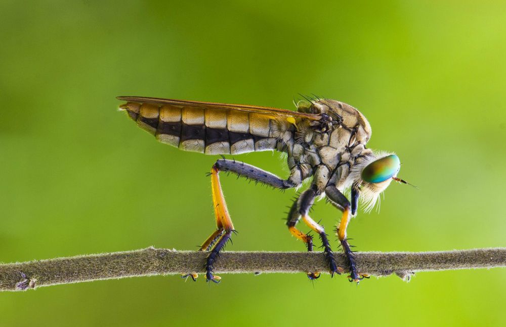 Robber fly
