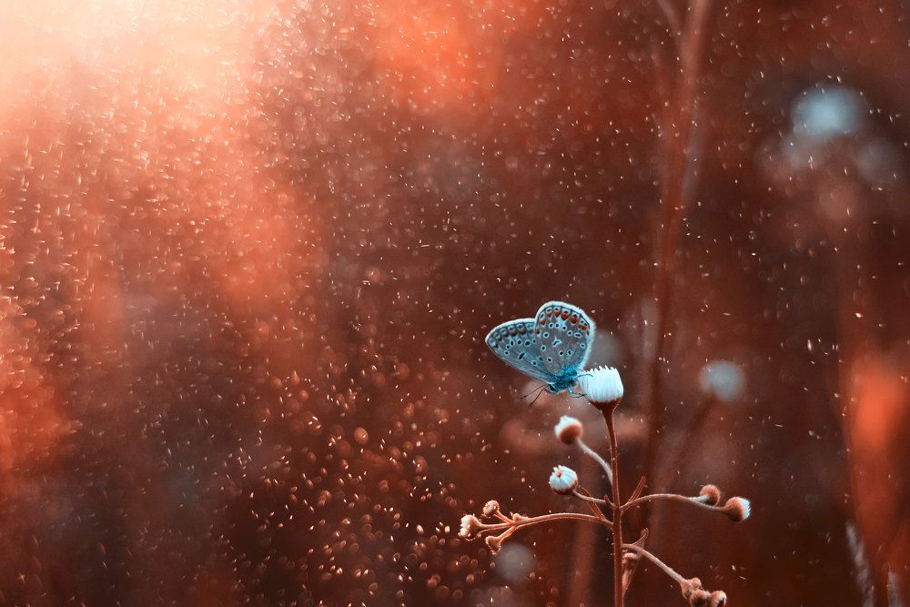 Вечернее волшебство