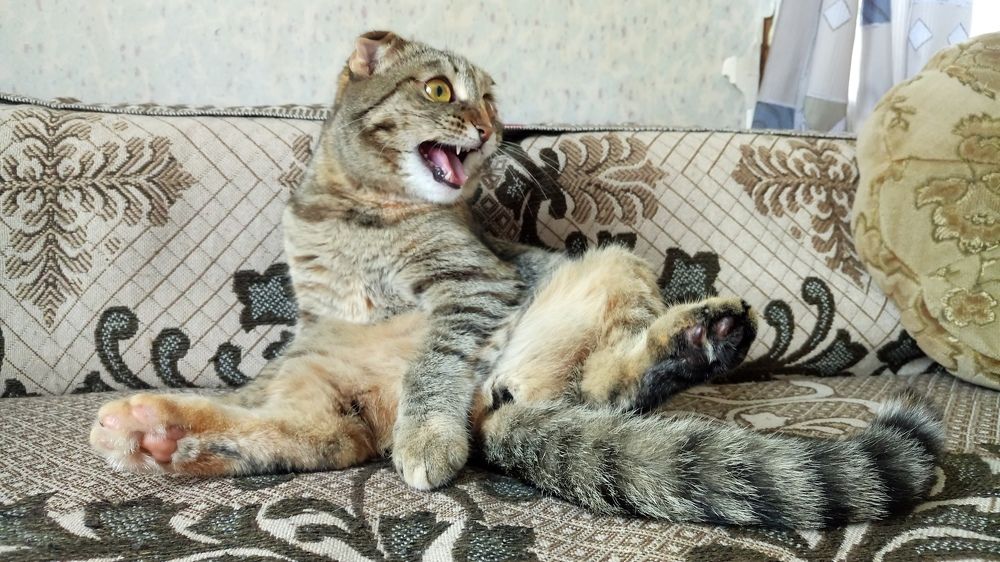 Кто посмел по тревожить барыню