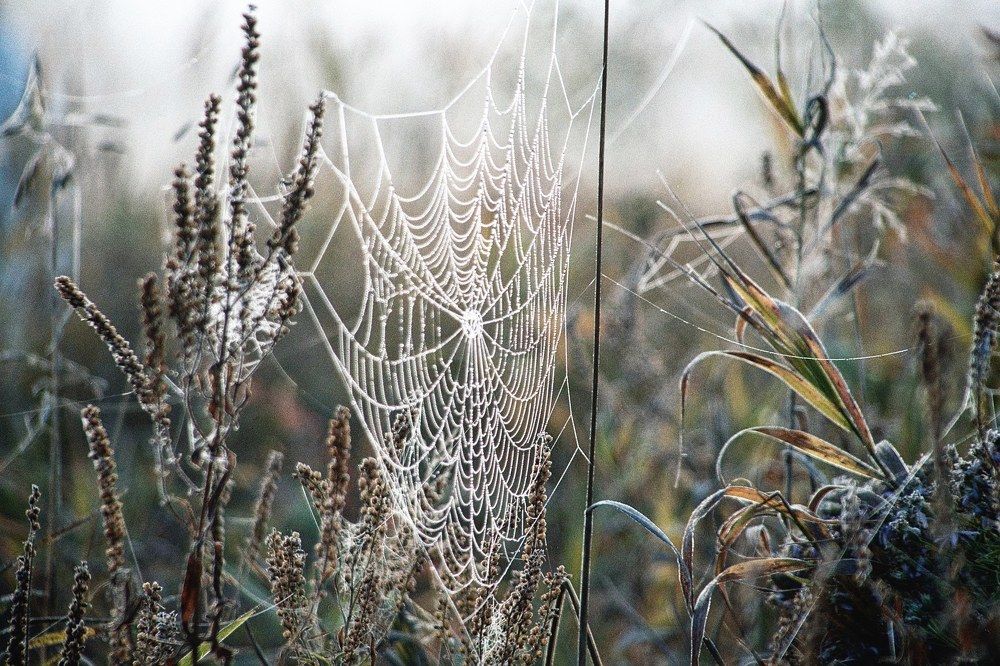 Серебряное утро.