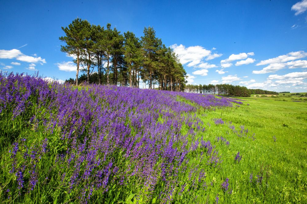 Цветёт шалфей.