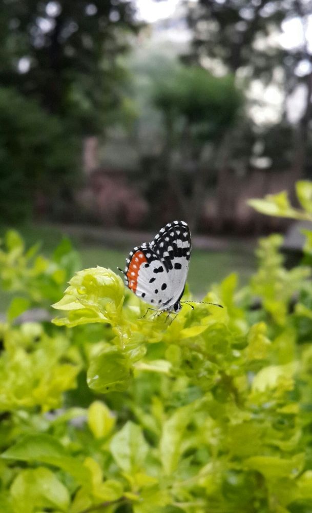 Butterfly