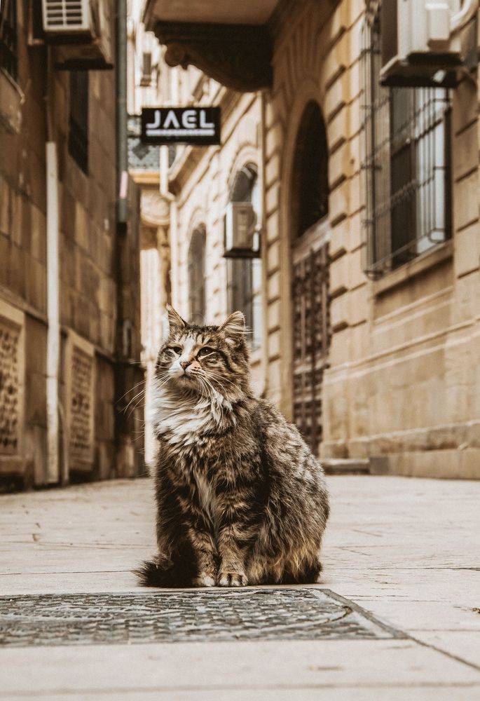 А хозяин скоро придёт?