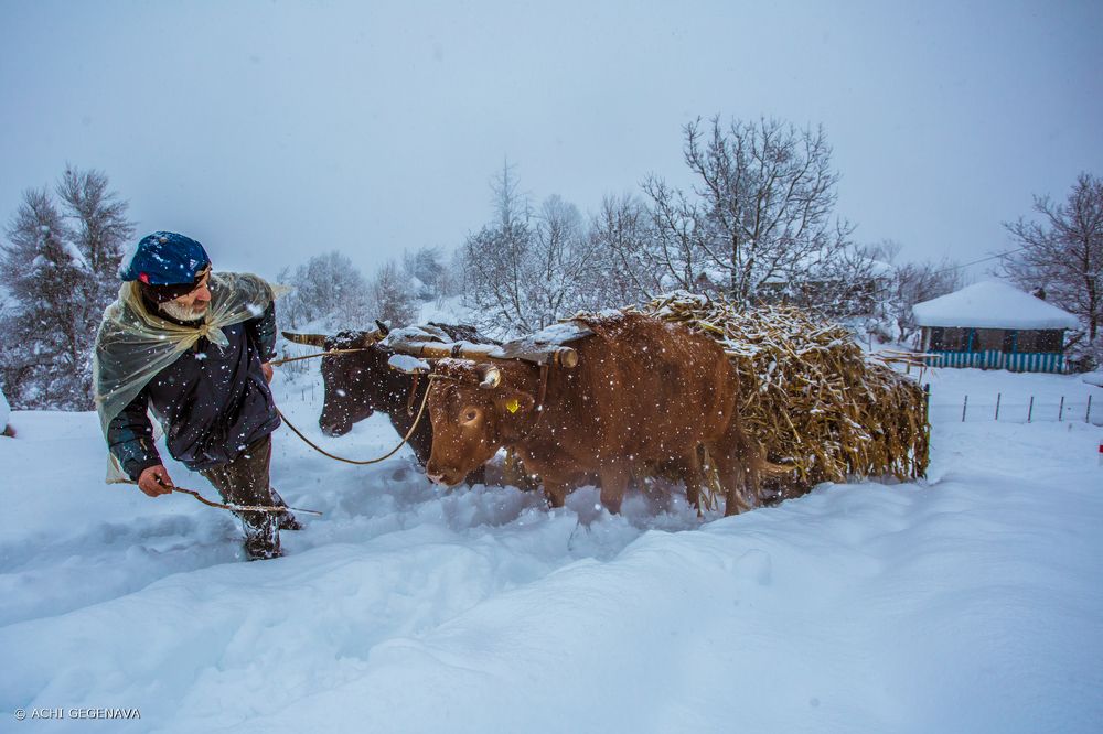 Georgian peasant in winter, Vill Kinchkha, imereti