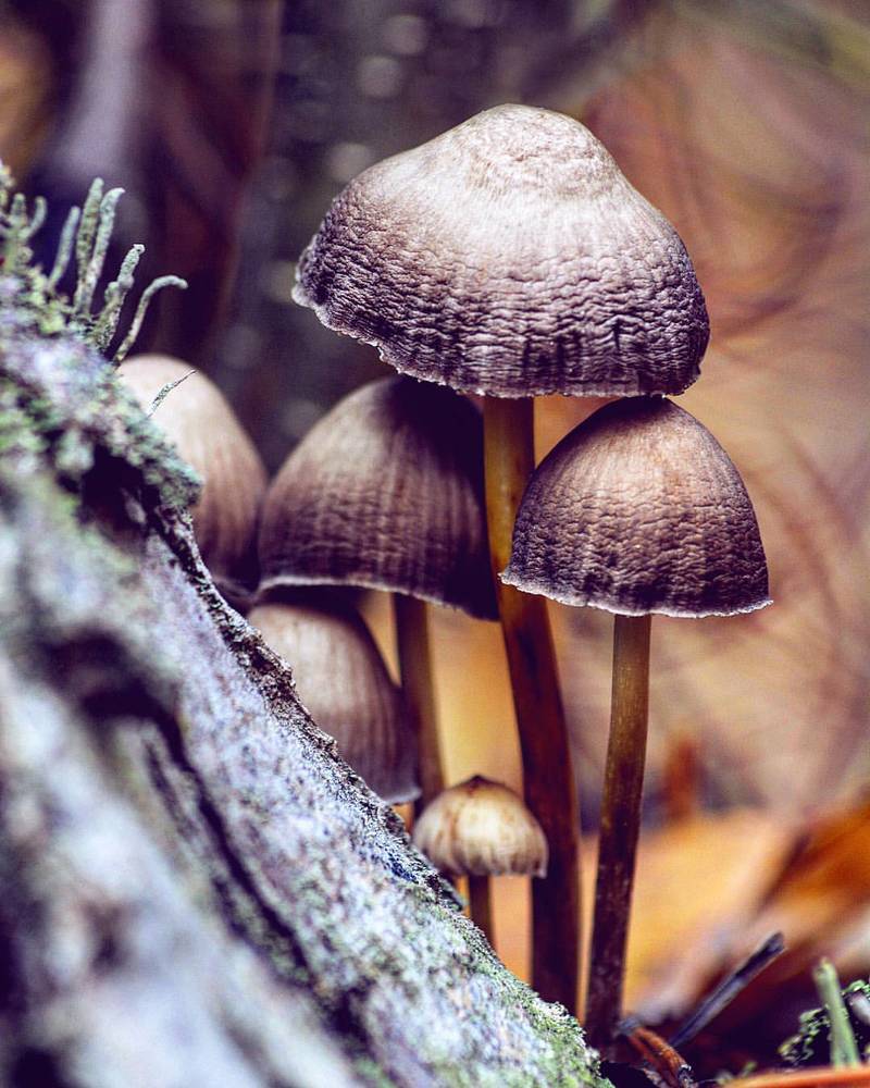 Грибная Семья