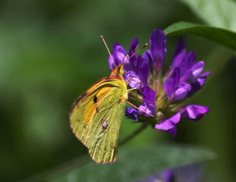 бабочки лакомятся