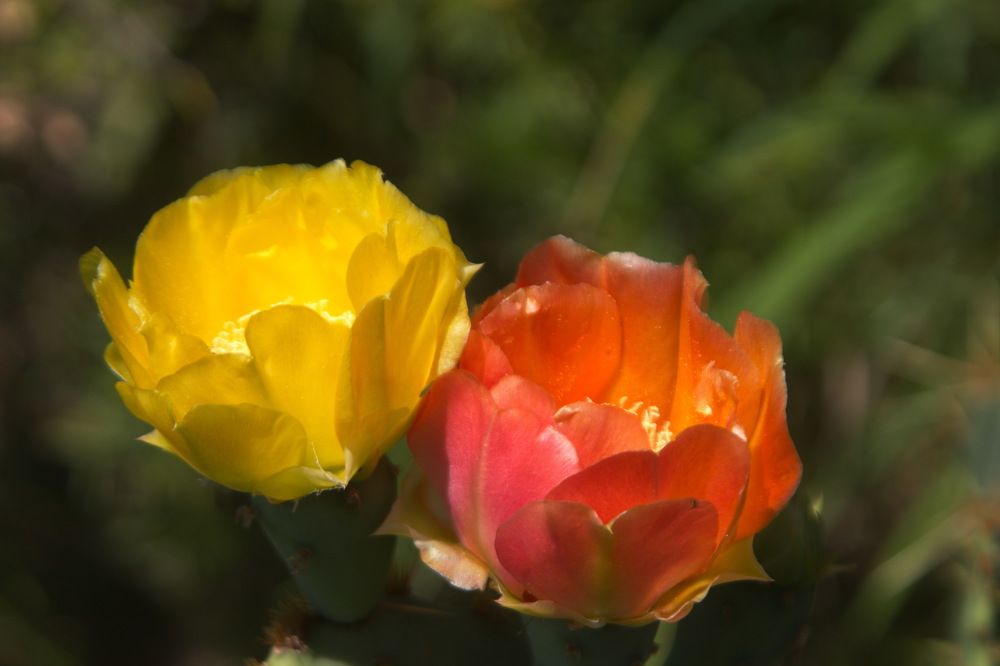 кактусы в цвету