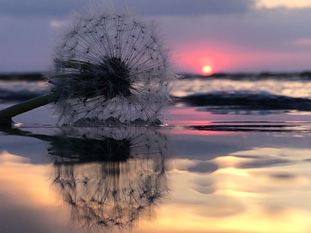 Одуванчик отдыхает