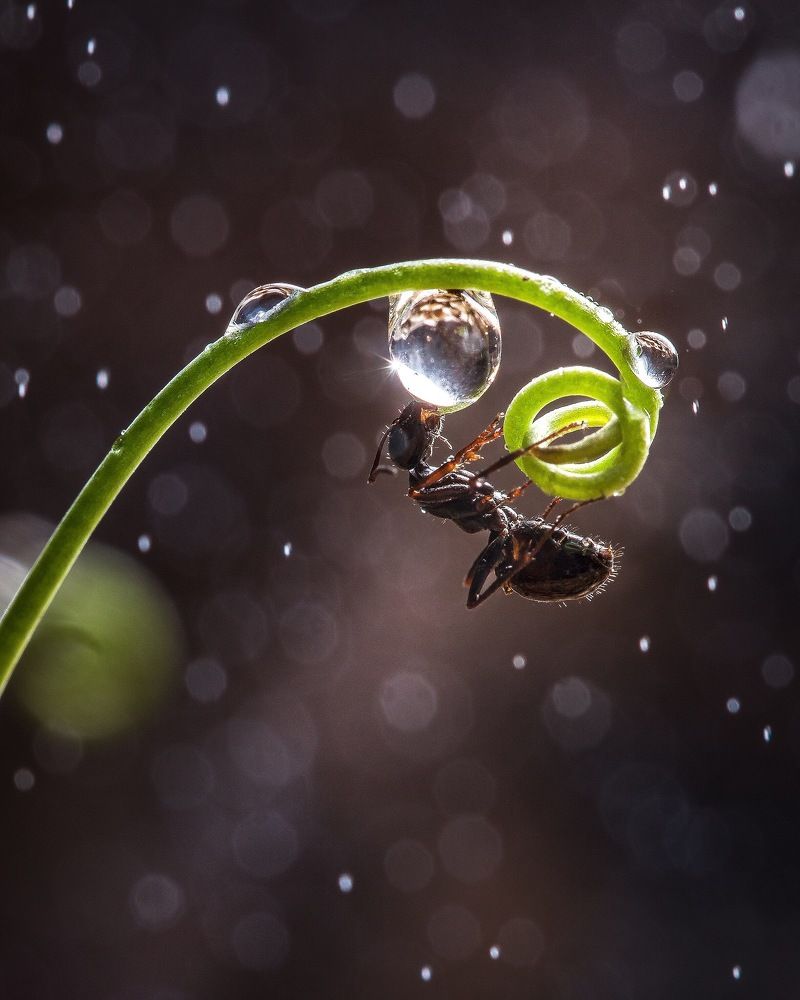 Муравей «на водопое»