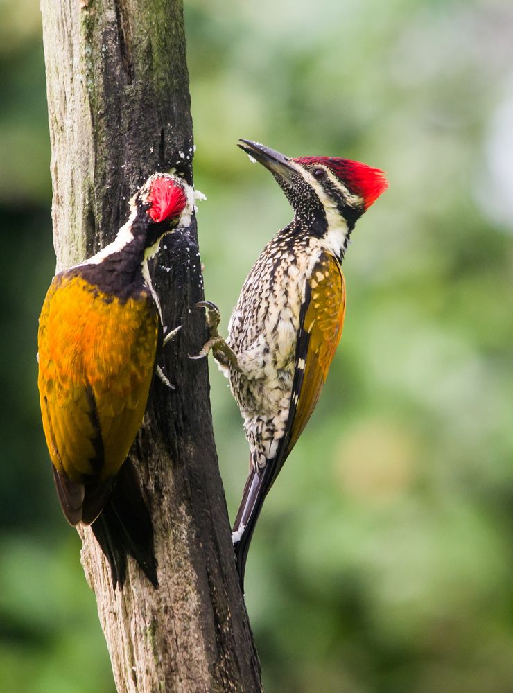Lesser golden back woodpecker